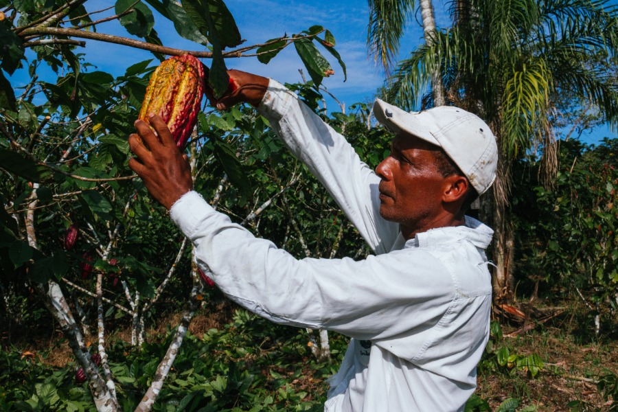 Oogsten en plukken van cacaobonen